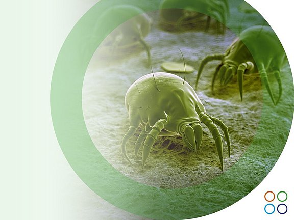 Alergia a los ácaros